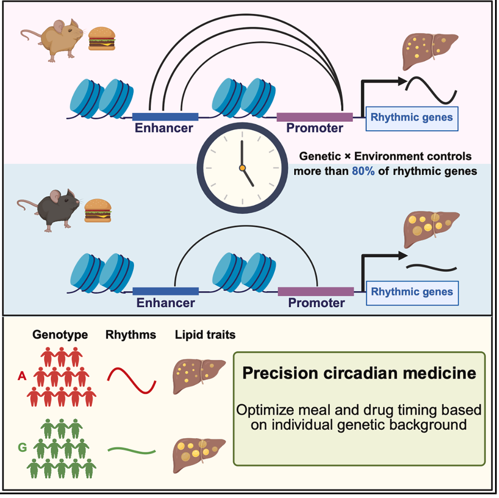 Chronotherapy: The Next Frontier in Personalized Medicine